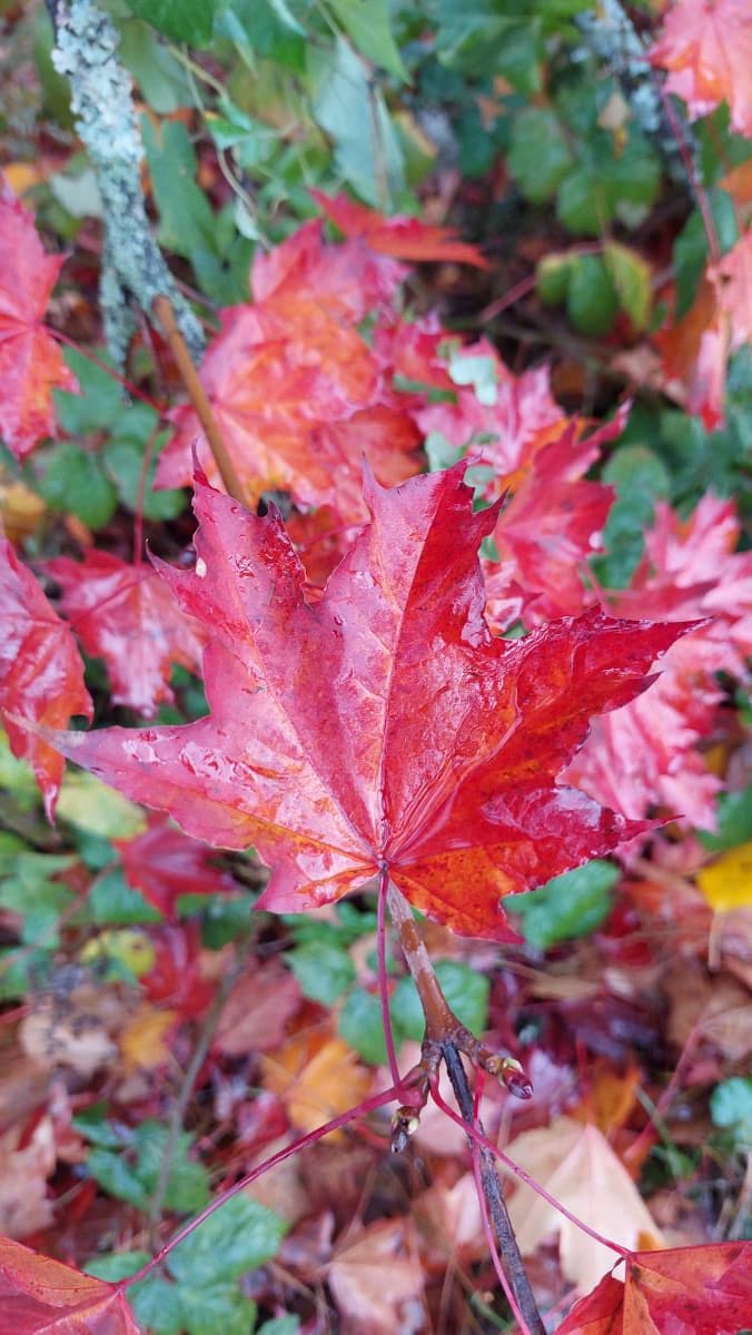 Real maple leaf - Vancouver Images