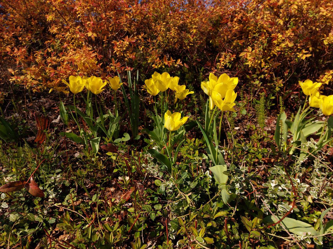 Flower - Vancouver Nature Photos