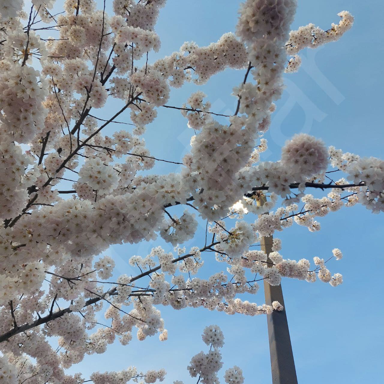 Cherry Blossom2 - Vancouver Nature Photos