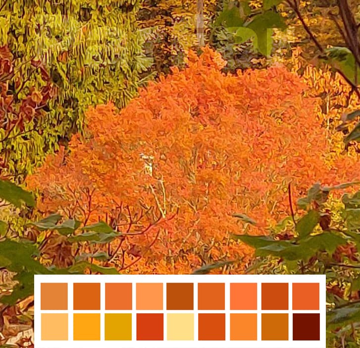 Orrange (Acer palmatum)