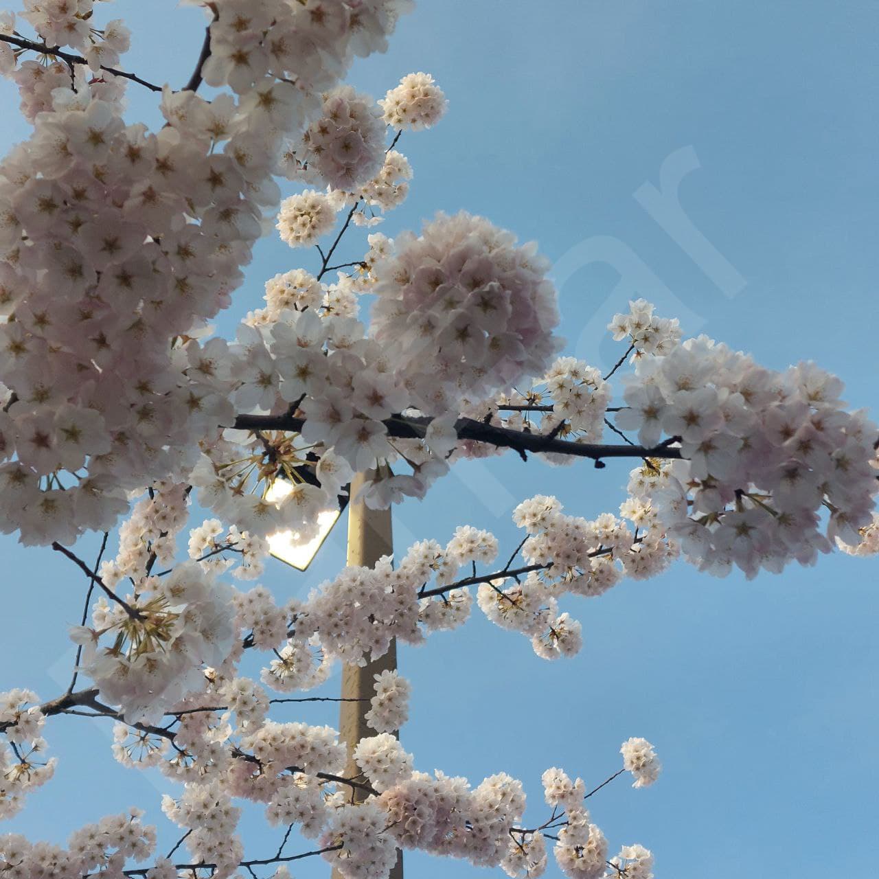 Blossom - Vancouver Nature Photos