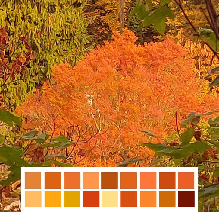 Orrange (Acer palmatum)