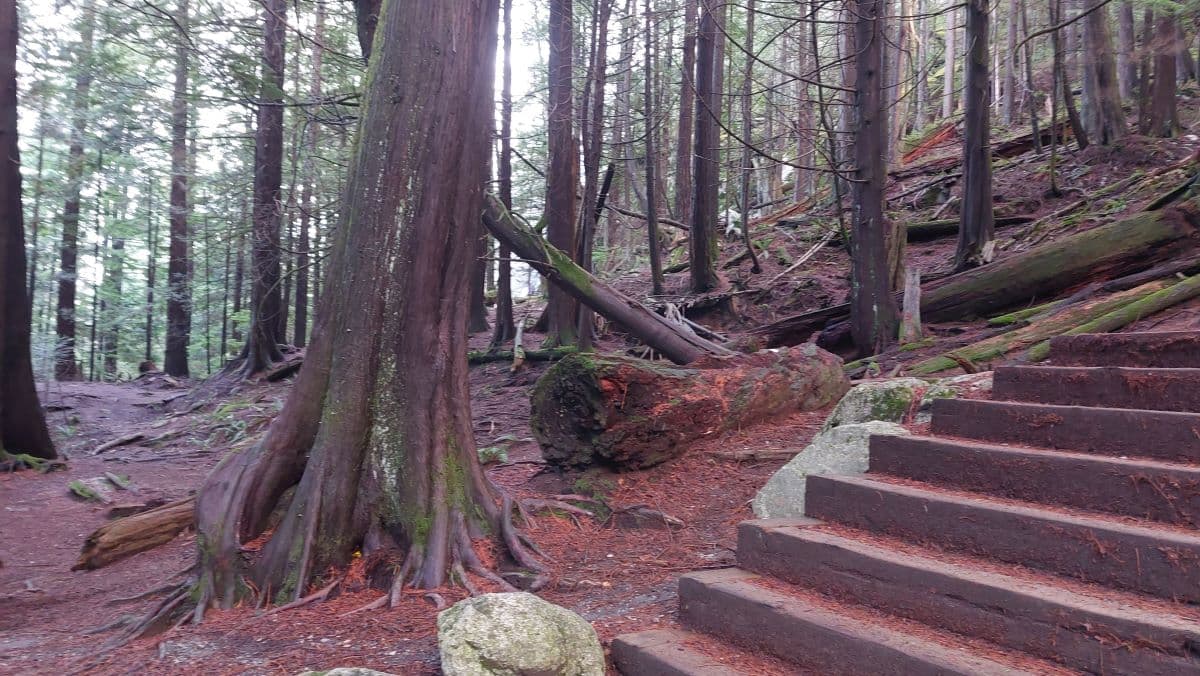 Shanonfall - squaweb