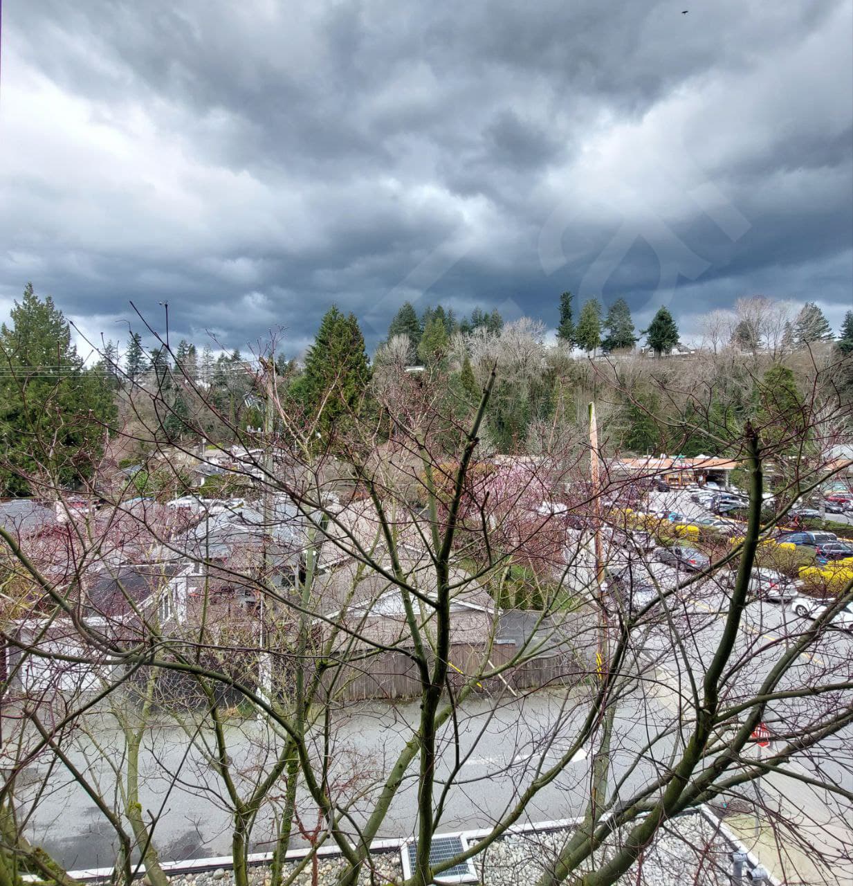 Vancouver Wood - Vancouver Nature Photos